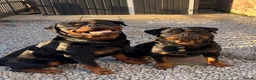 Rottweiler dogs for sale: 2 puppies available  - Advert 5