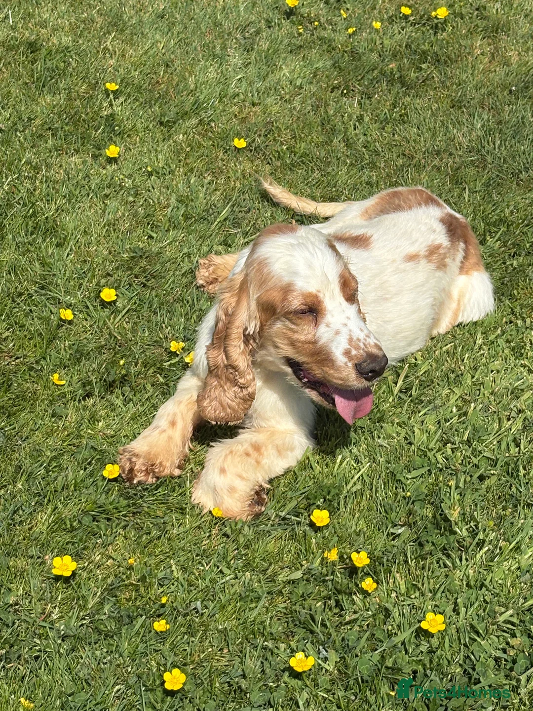 Cocker Spaniel dogs for stud: Health tested cocker spaniel stud boy  in Southport - Advert 6