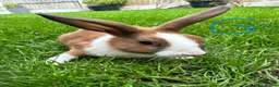 Dutch rabbits for sale: Dutch rabbits for sale  - Advert 4