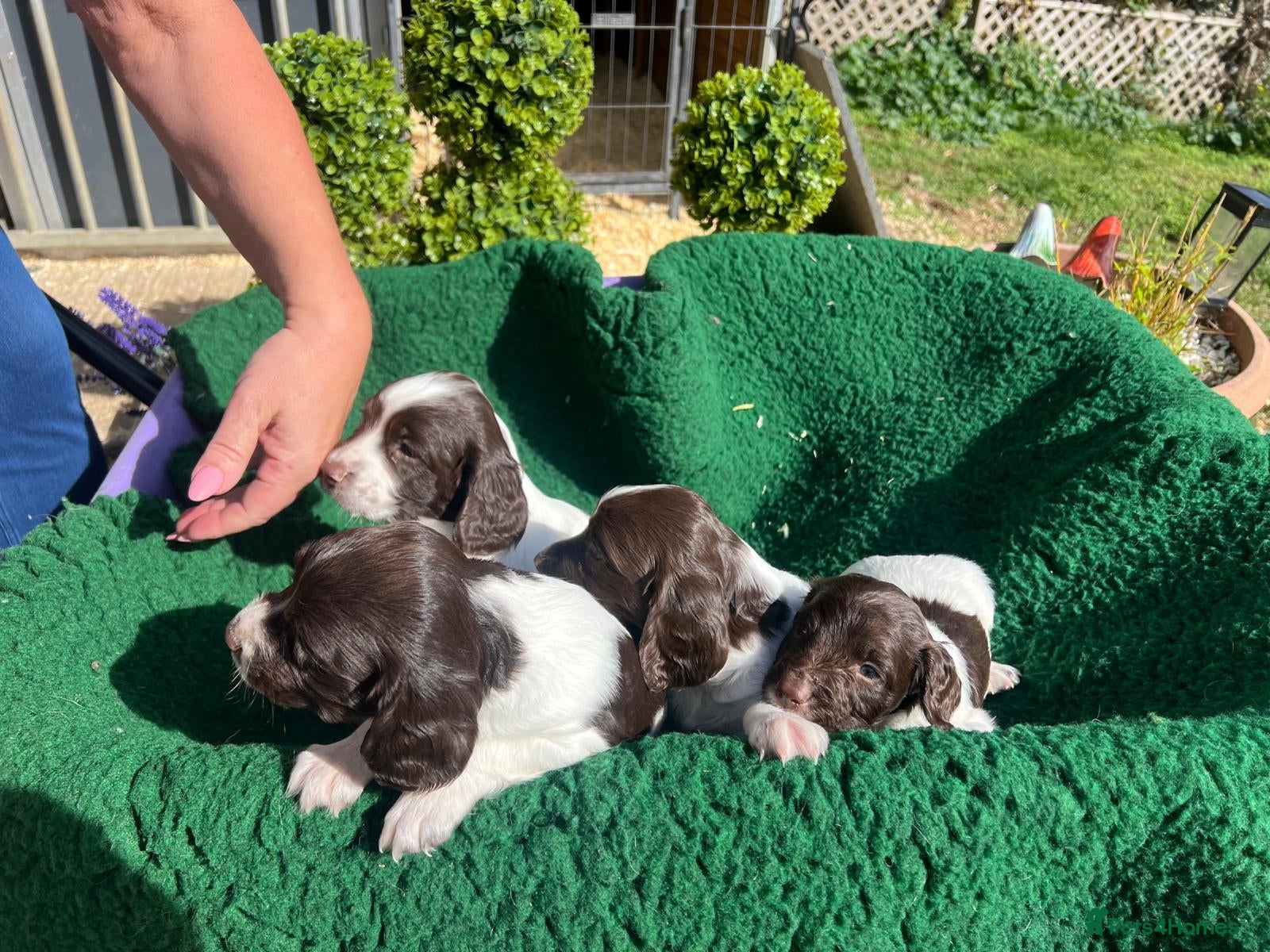 English Springer Spaniel dogs KC reg Springer spaniel Pups - Advert 1