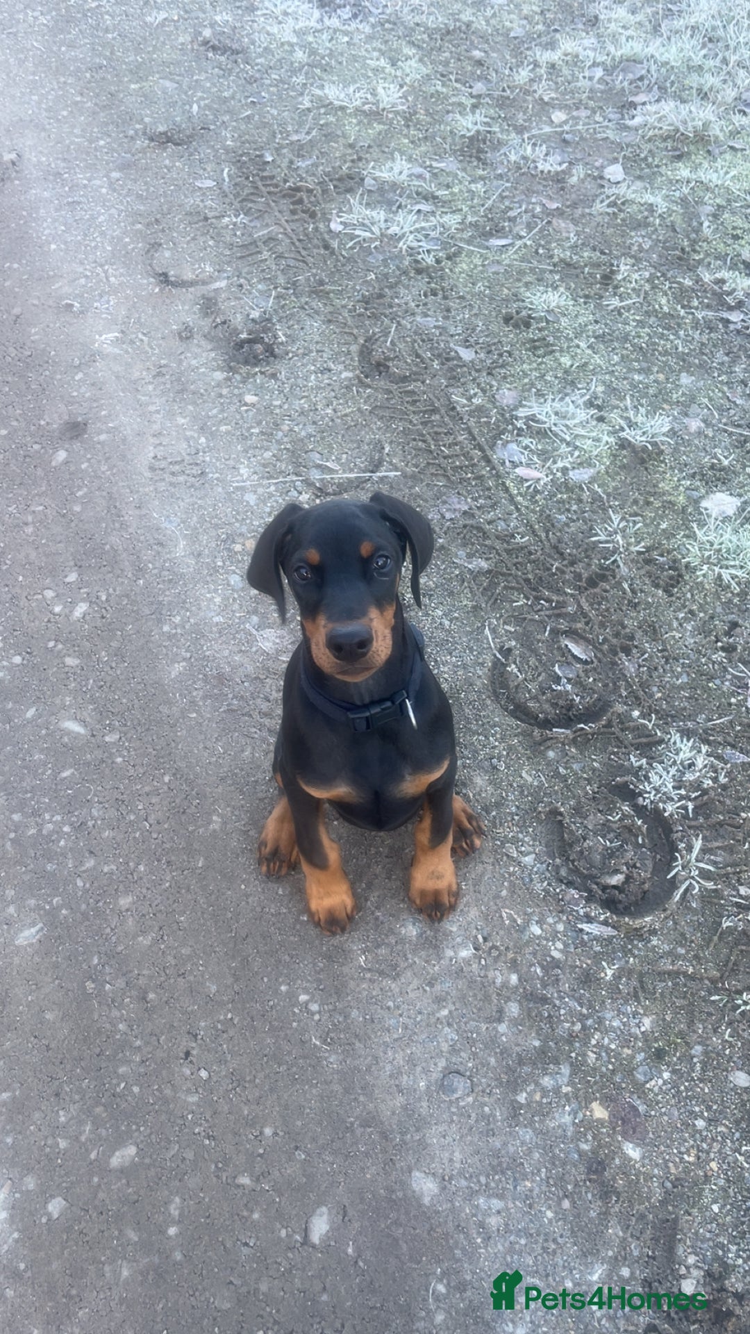 Dobermann dogs for sale: KC Reg DCM Clear Female Doberman Pup - Advert 2