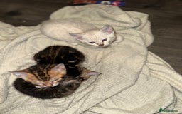 Bengal cats for sale: Snow Lynx, Marble & Brown Rosette Bengals - Image 31
