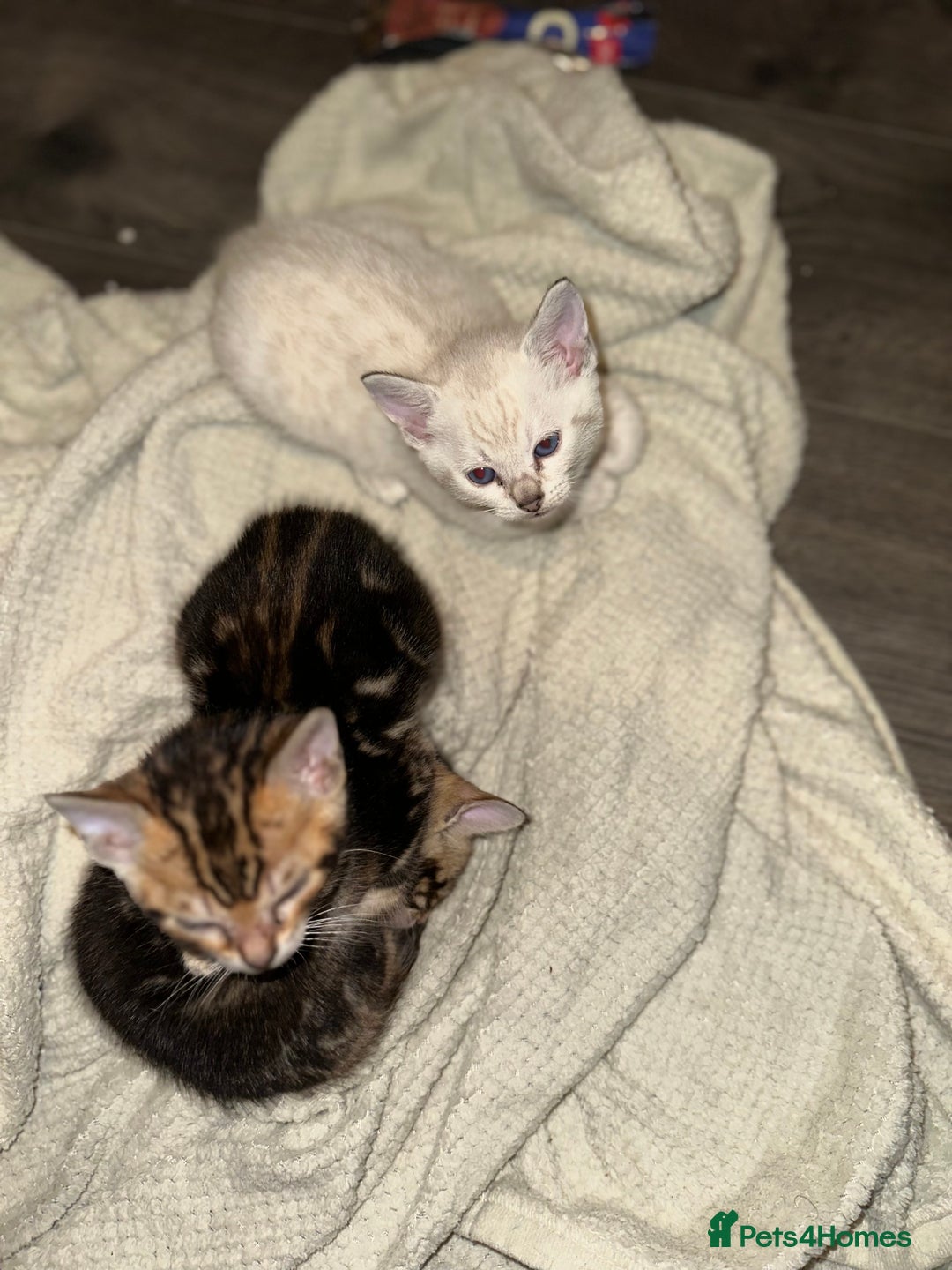 Bengal cats for sale: Snow Lynx, Marble & Brown Rosette Bengals - Image 31