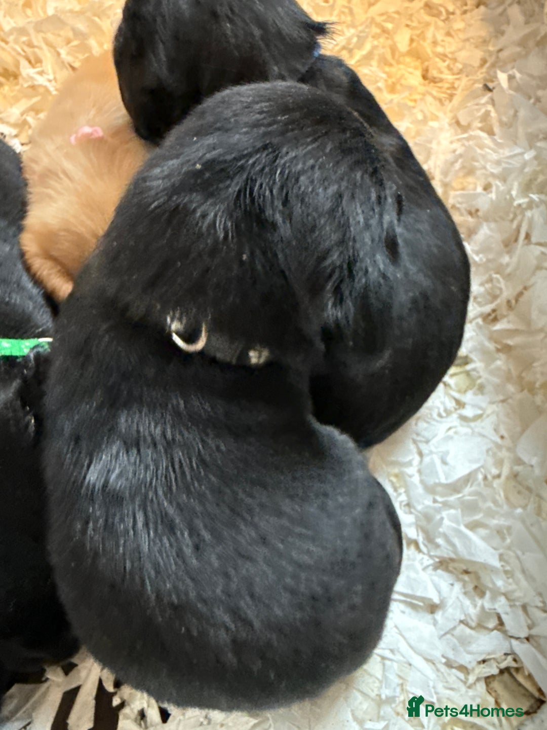 Labrador Retriever dogs for sale: LABRADOR PUPPIES FULL PEDIGREE K. C REG. - Advert 18