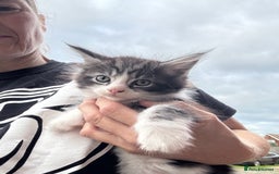 Maine Coon cats for sale: Stunning Maine Coon kittens ready now - Image 7