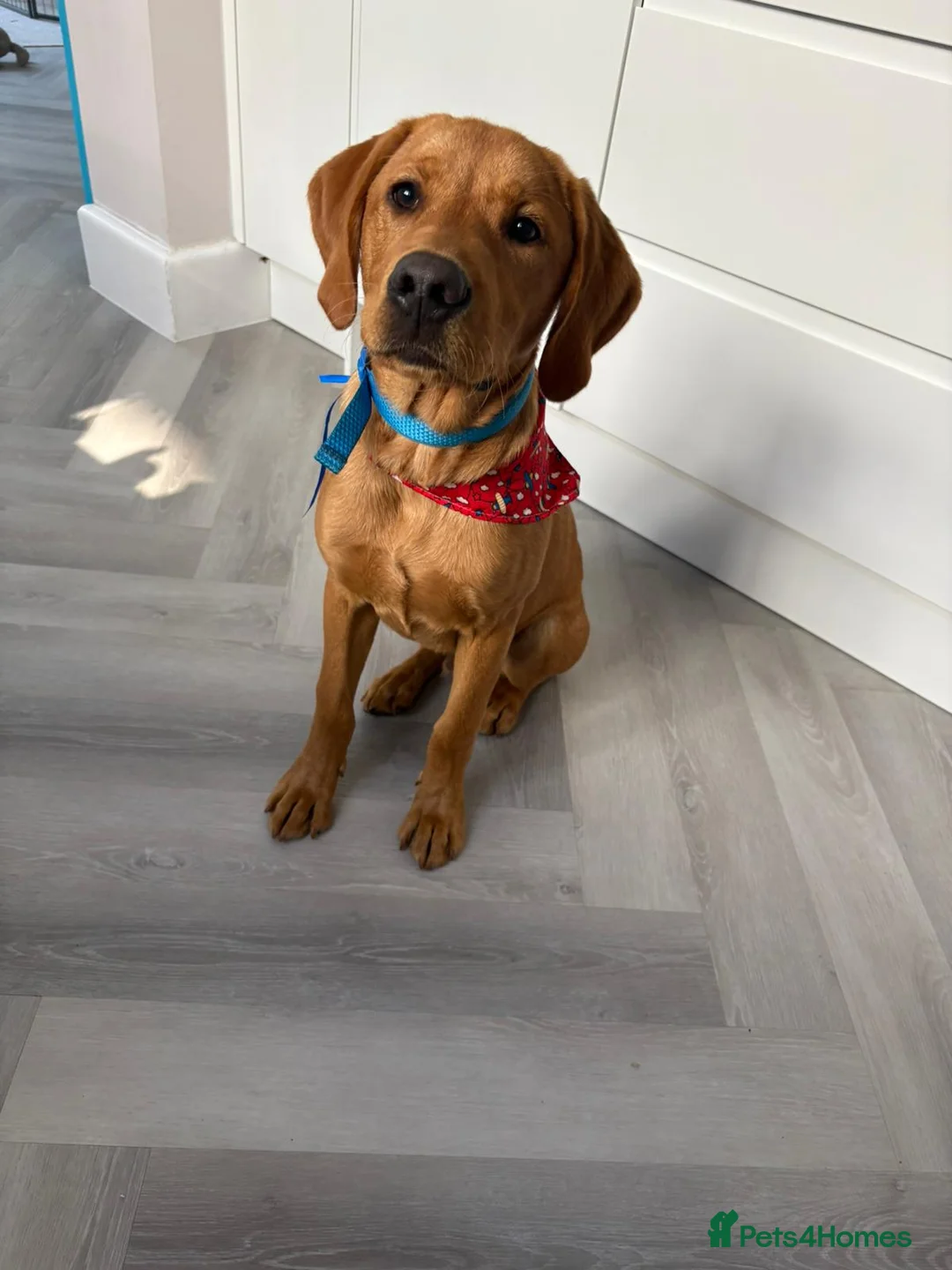 Labrador Retriever dogs for stud: Rocky Dog  in Bournemouth - Advert 5