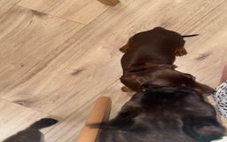 Miniature Dachshund dogs for sale: True to type chocolate mini dachshund female💗 - Image 3