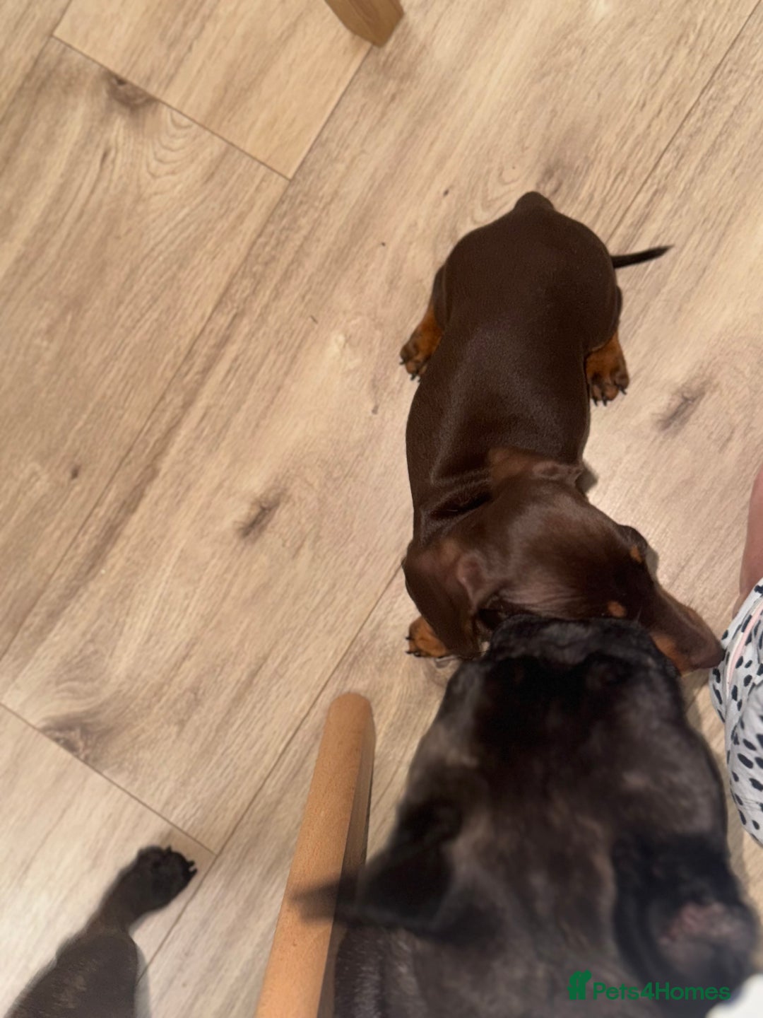 Miniature Dachshund dogs for sale: True to type chocolate mini dachshund female💗 - Image 3
