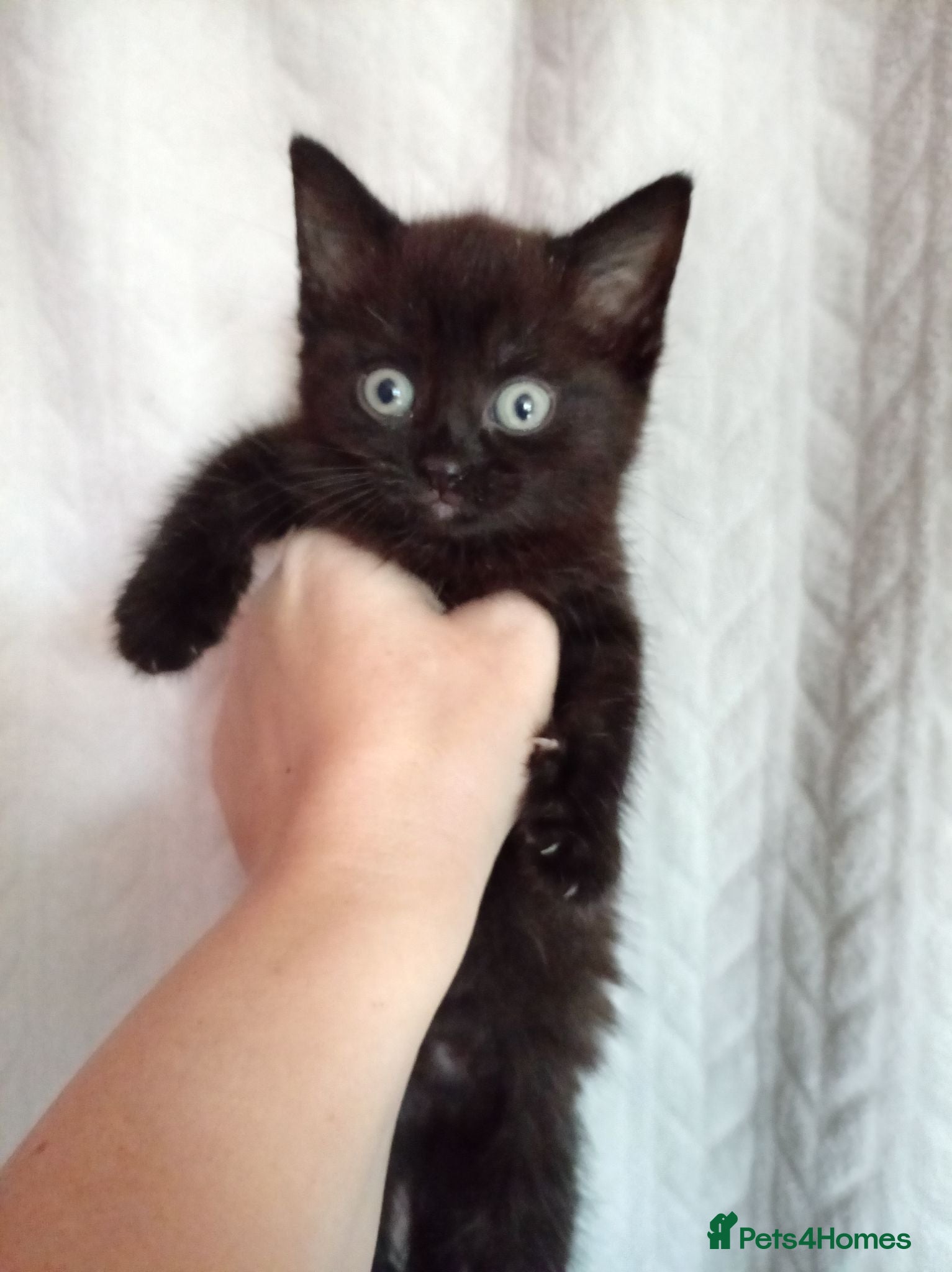 Mixed Breed cats 2 Tortie Girls, 2 Black Boys & 1 Black Girl Left - Advert 10