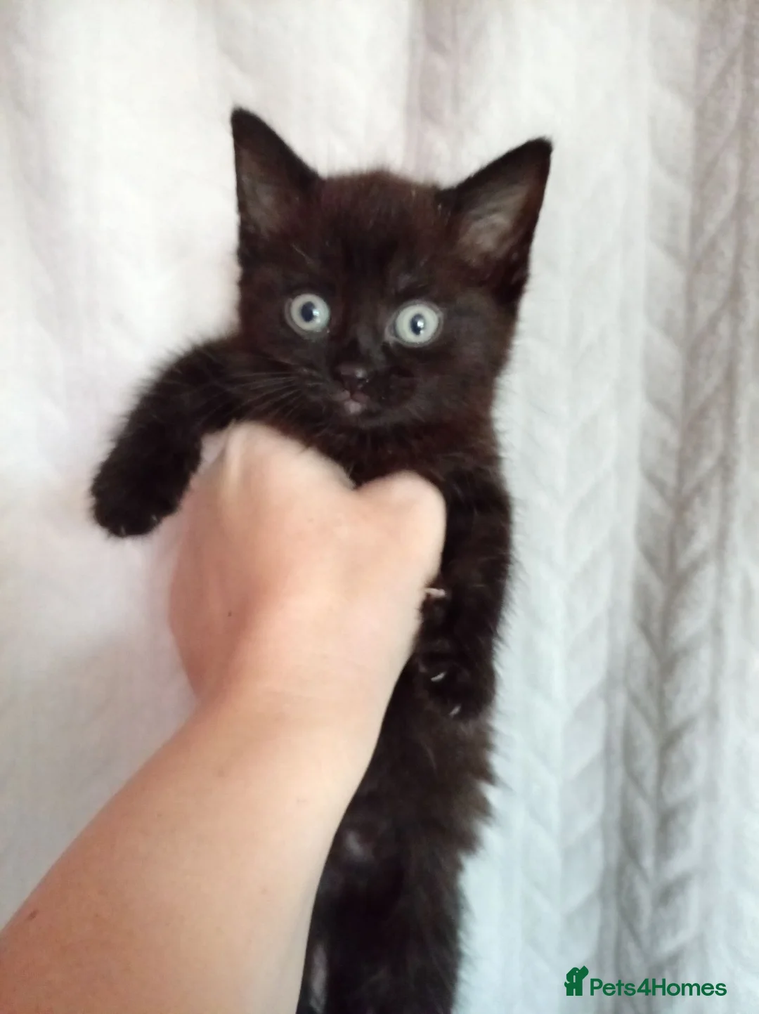 Mixed Breed cats for sale: Beautiful Mixed Litter of 7 Kittens - Advert 2