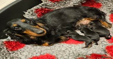 Dachshund dogs - Advert 1