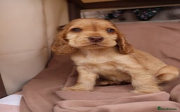 Cocker Spaniel dogs for sale: Stunning SHOW cockers READY TO LEAVE  - Image 16