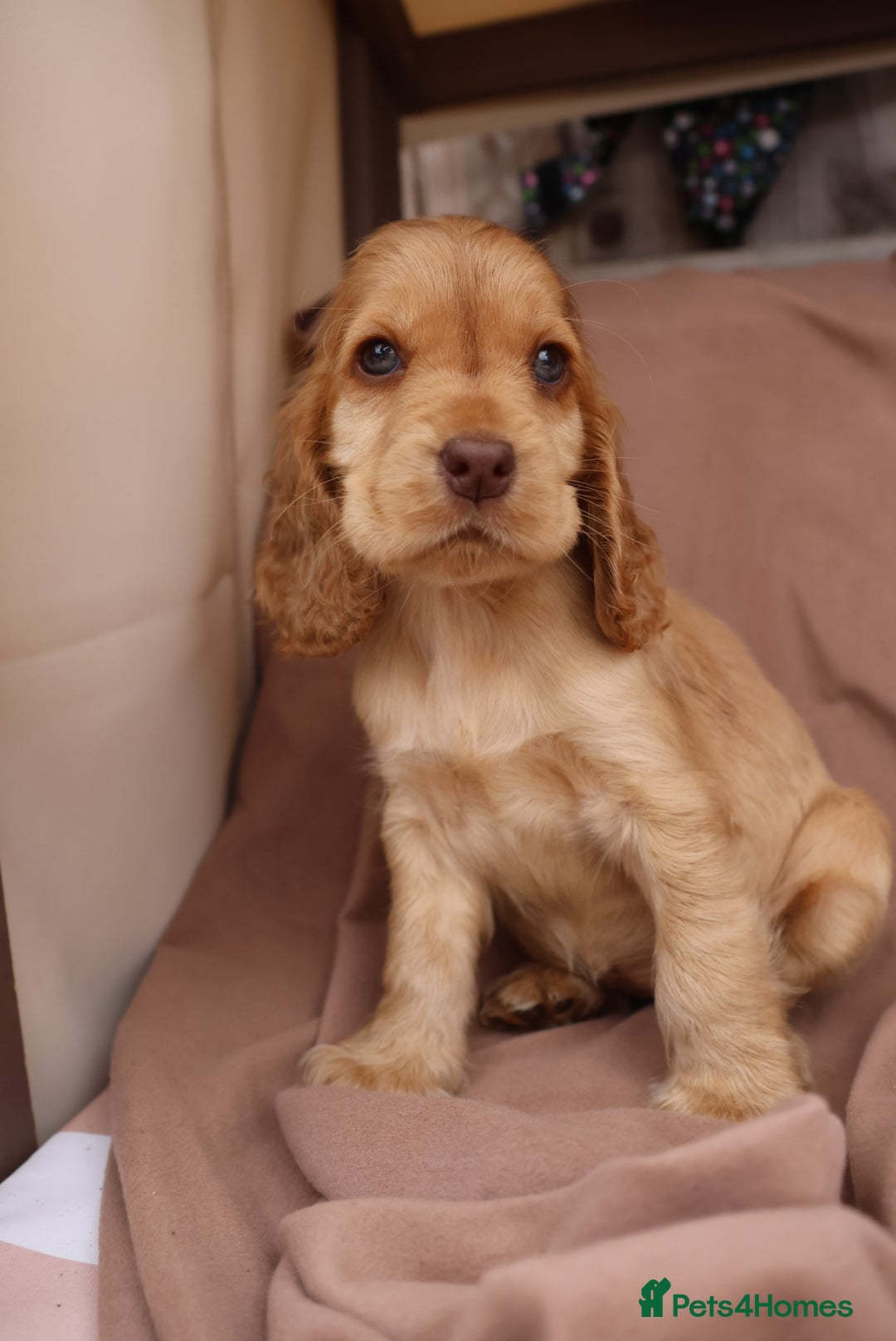 Cocker Spaniel dogs for sale: Stunning SHOW cockers READY TO LEAVE  - Image 16