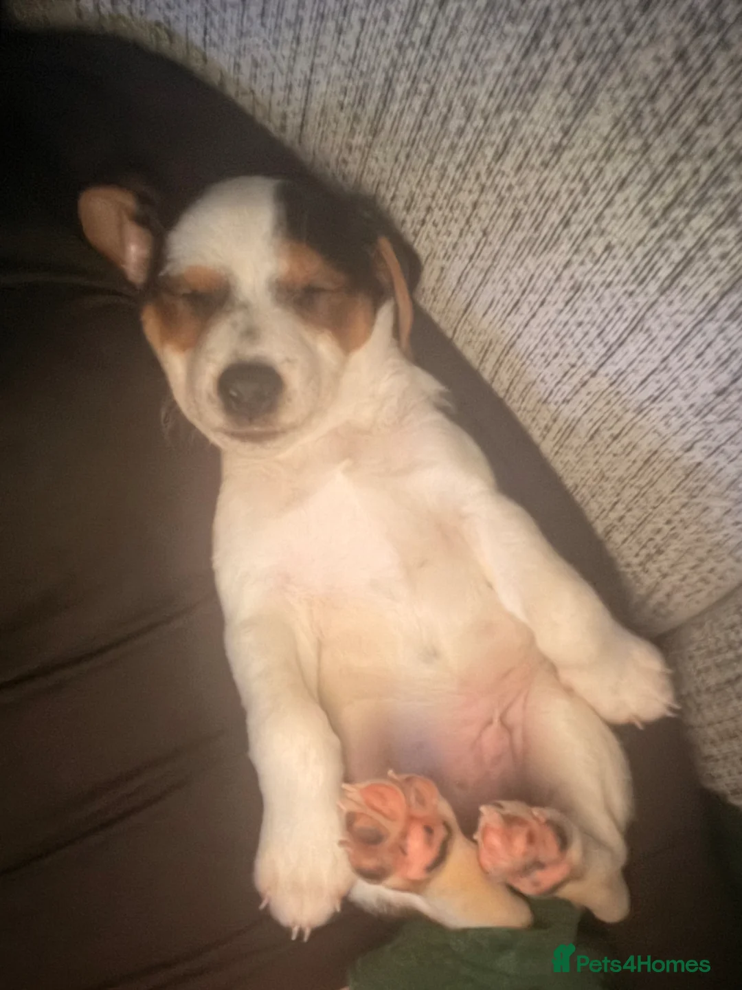 Jack Russell dogs for sale: Jack russell - Advert 8