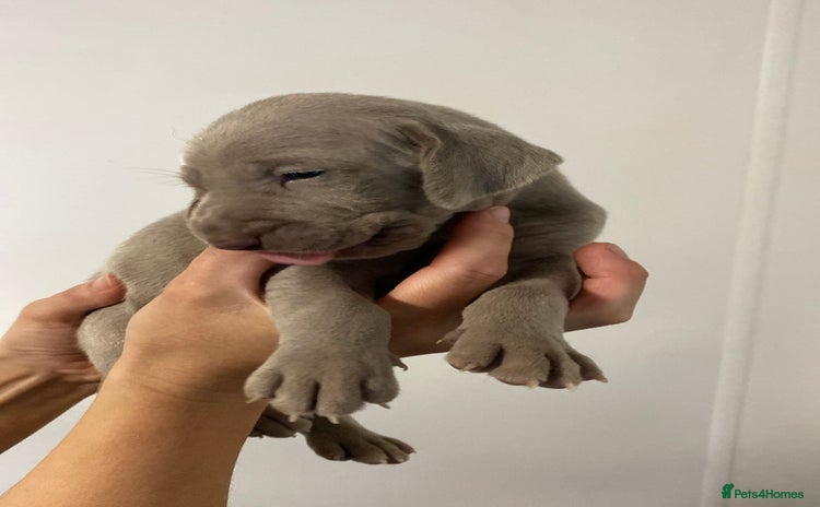 Weimaraner dogs - Advert 1