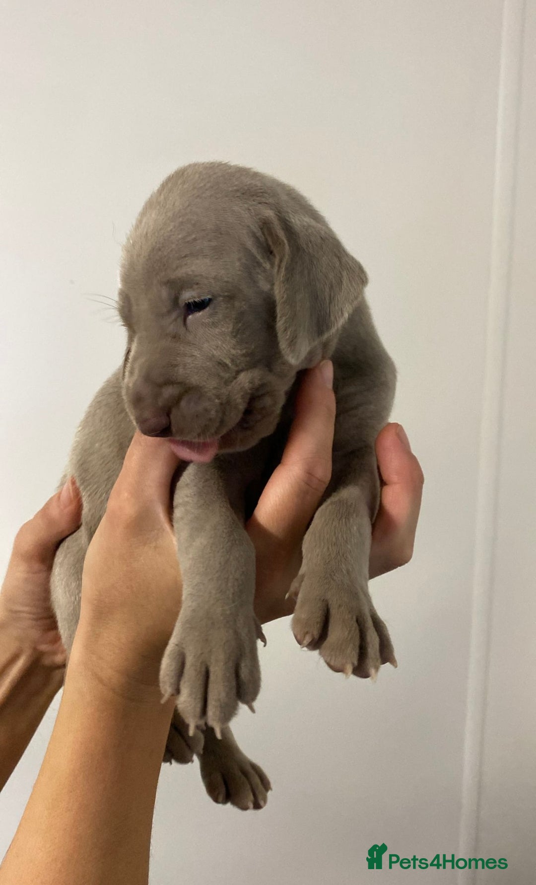 Weimaraner dogs for sale: 2 boys/2 girls available  - Image 1