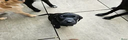 Labrador Retriever dogs for sale: Working Labrador puppies  - Advert 12