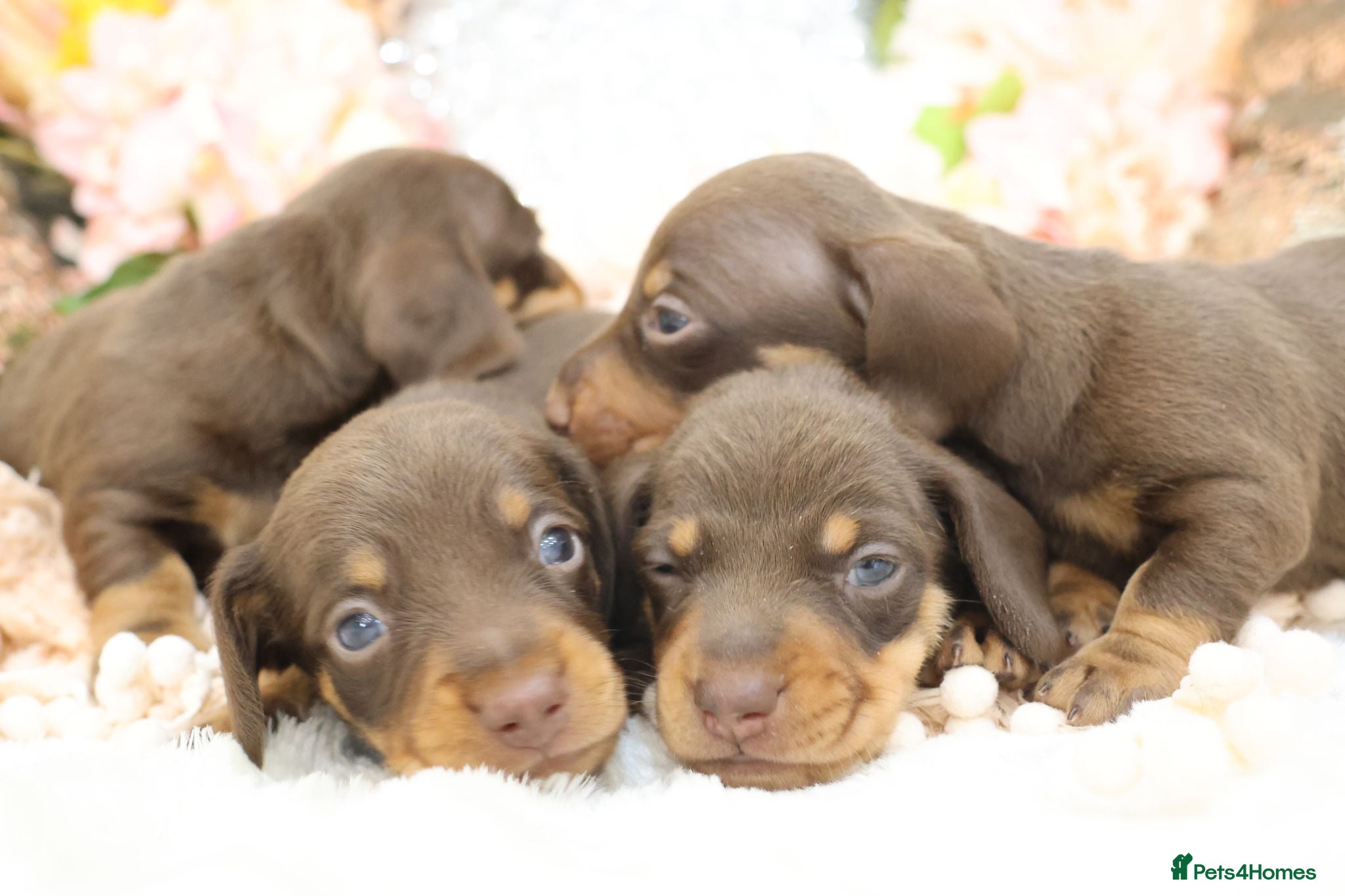 Miniature Dachshund dogs KC Miniature Dachshund Puppies - Advert 1