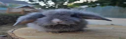 Angora rabbits for sale: Teddywidders ready to go now  - Advert 4