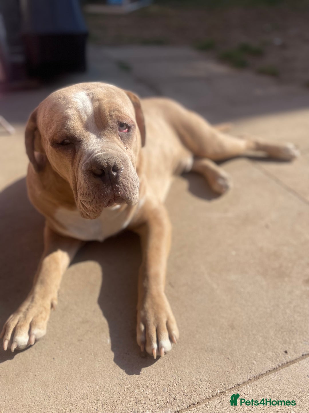 Mixed Breed dogs for sale: Cane corso/ pocket bully  - Image 4