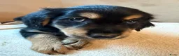 Mixed Breed dogs for sale: 12 golden retrievers x Sprollie - Advert 21