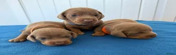 Miniature Dachshund dogs for sale: Miniature Dachshund  - Advert 9