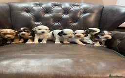 Cocker Spaniel dogs for stud: Show Cocker At Stud Highly Health Tested in Sandbach - Image 12