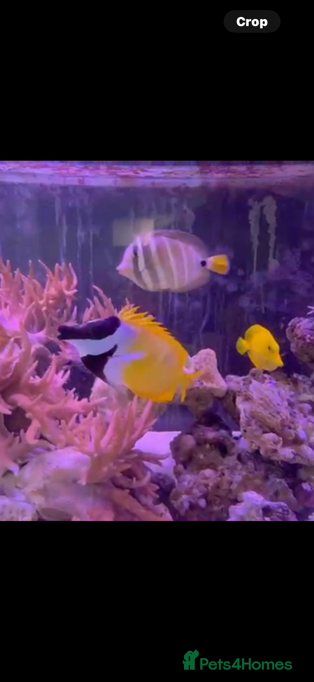 Other/Mixed Breed fish for sale: Yellow tang, sale fin, fox face  - Advert 2