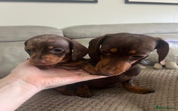 Miniature Dachshund dogs for sale: 🐾 Miniature Dachshund Puppies Available🐾 - Image 9