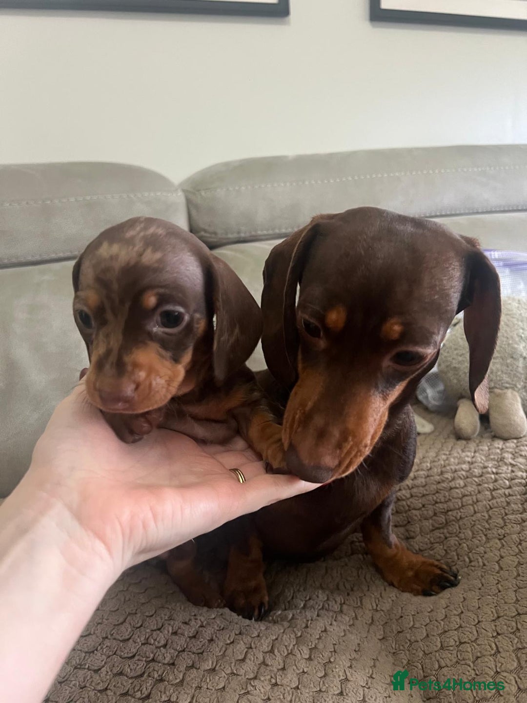 Miniature Dachshund dogs for sale: 🐾 Miniature Dachshund Puppies Available🐾 - Image 9