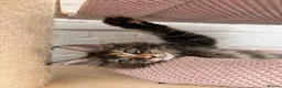 Maine Coon cats for sale: TICA pedigree Stunning Maine coon kittens  - Advert 16