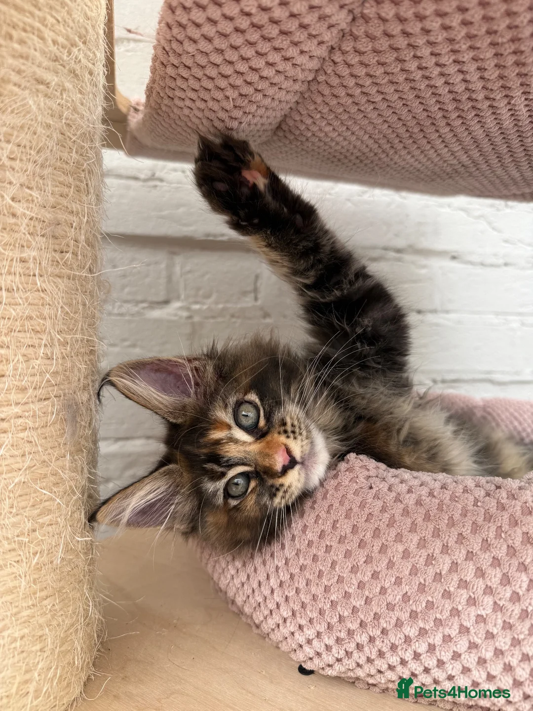 Maine Coon cats for sale: TICA pedigree Stunning Maine coon kittens  - Advert 16