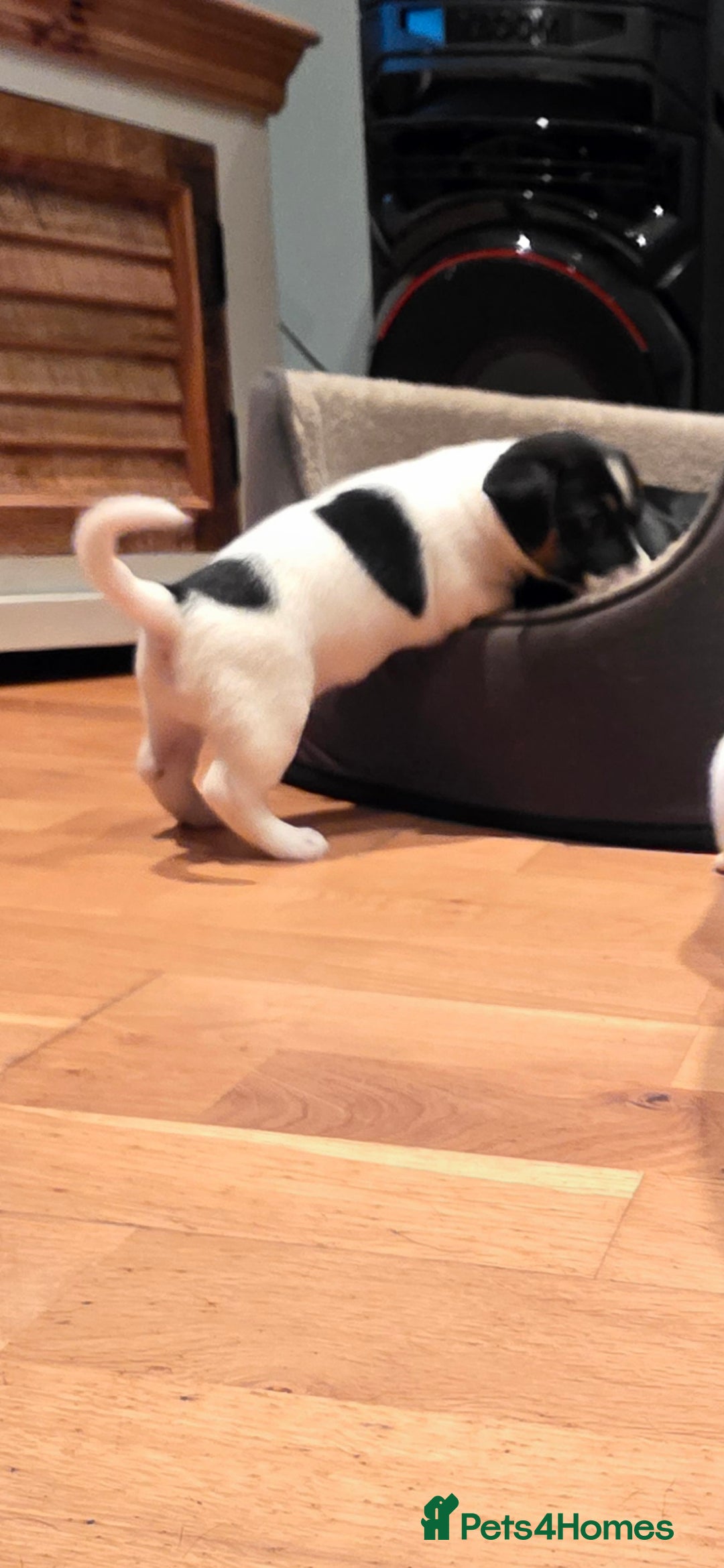 Jack Russell dogs for sale: Jack Russell puppies  - Image 20