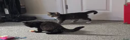 Mixed Breed cats for sale: Mainecoon cross tabby kittens £100 ONO - Advert 21