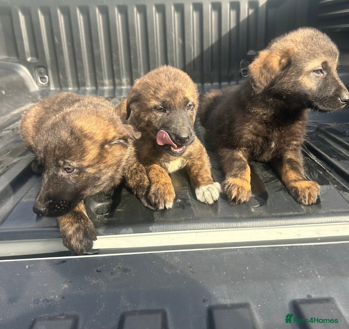 Mixed Breed dogs GermanshepherdXCaucasianShepherd 3 LEFT - Advert 9