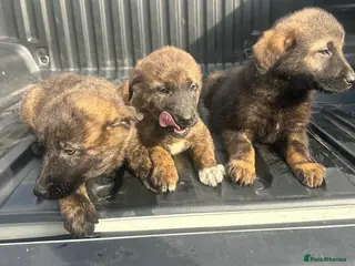 Mixed Breed dogs GermanshepherdXCaucasianShepherd 3 LEFT - Advert 9