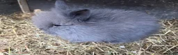 Lionhead rabbits for sale: Double mane lion lead bunny’s for sale  - Advert 21