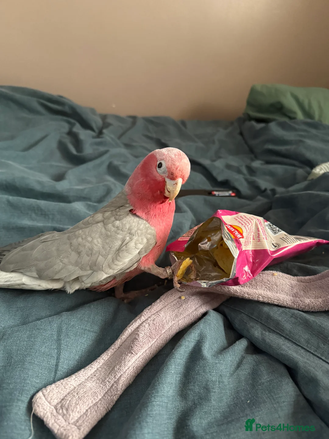 Cockatoo birds for sale: Talking Hand tame female galah cockatoo  - Advert 1