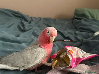 Cockatoo birds Talking Hand tame female galah cockatoo - Advert 1