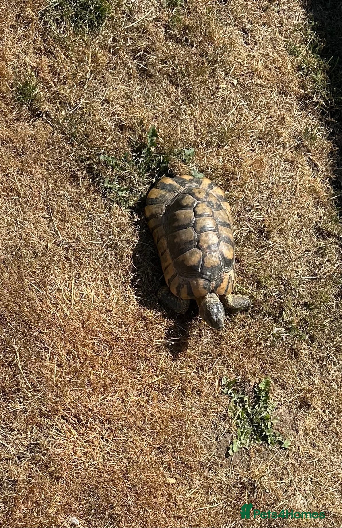 Tortoise reptiles Tortoise migrated male - Advert 6