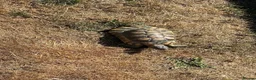 Tortoise reptiles for sale: 6 x spur thighed  1 x migrated - Advert 14
