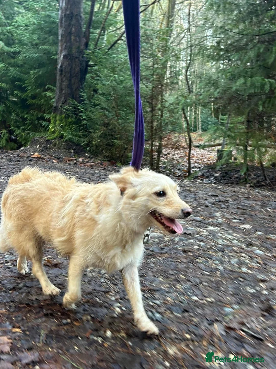 Mixed Breed dogs for adoption: Winnie - Norwich Norfolk  in Norwich - Advert 11