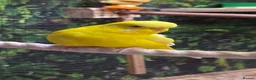 Budgerigars birds for sale: 6 Budgerigars for Sale - Advert 4