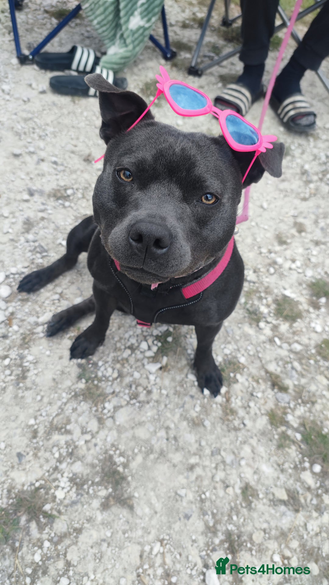 Staffordshire Bull Terrier dogs for sale: Beautiful KC reg Staffordshire bull terriers - Advert 5