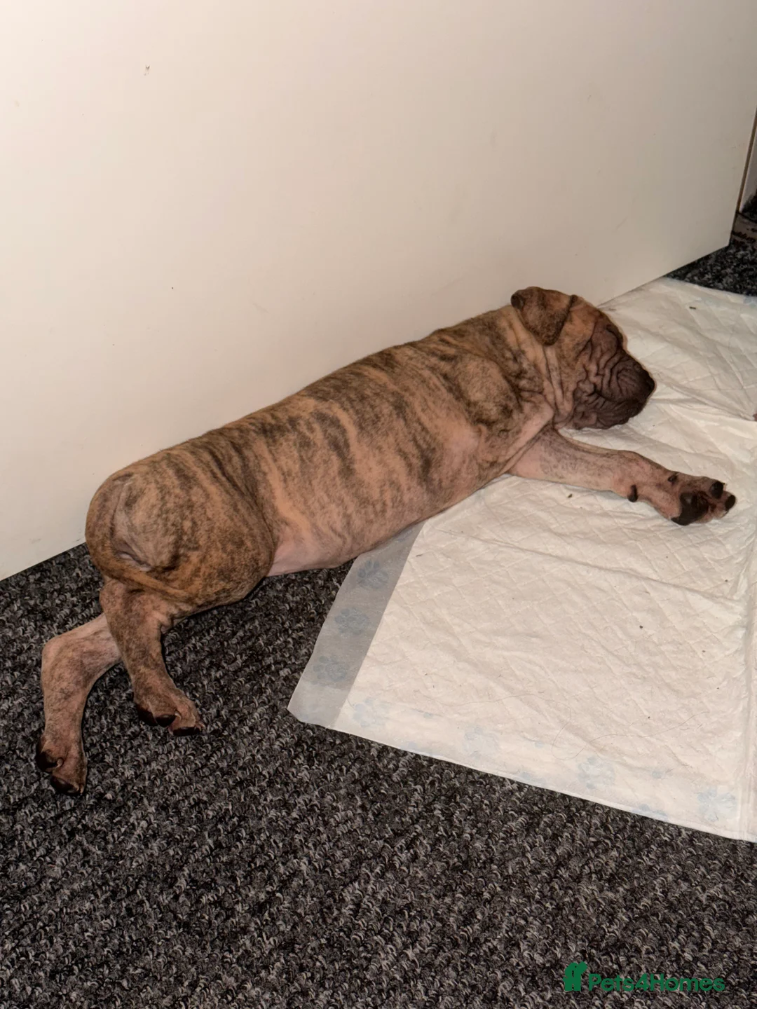 Mixed Breed dogs for sale: Sharpei/Mastiff x Staff - Ready 4 New Homes  - Advert 13