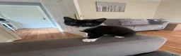 Mixed Breed cats for sale: 4 x Adorable Loving Kittens Ready NOW! - Advert 25