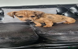 Dachshund dogs for sale: Mini dachshund puppy for sale! - Advert 6