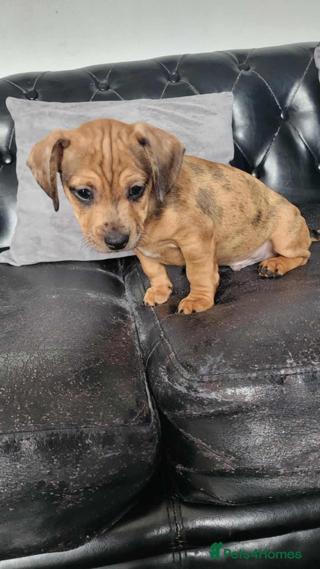 Dachshund dogs for sale: Mini dachshund puppy for sale! - Advert 6