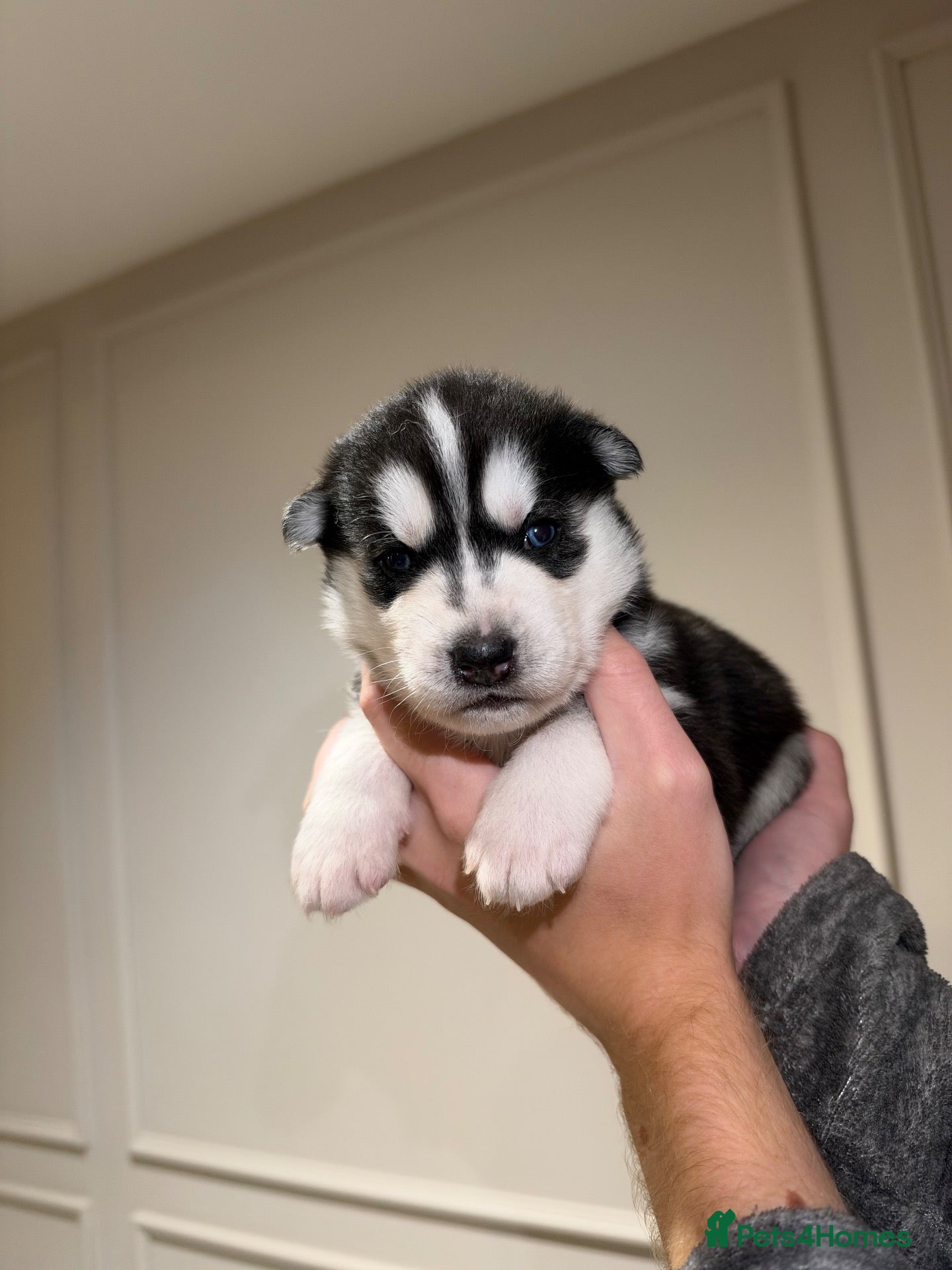 Siberian Husky dogs 1X BOY LEFT KC REGISTERED SIBERIAN HUSKY PUPPIES - Advert 3
