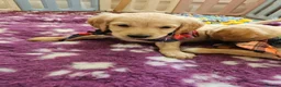 Golden Retriever dogs for sale: Ready Now! Stunning KC reg golden retriever pups - Advert 5